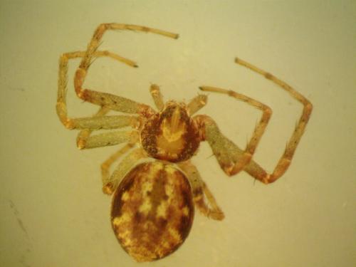 Philodromus sp.